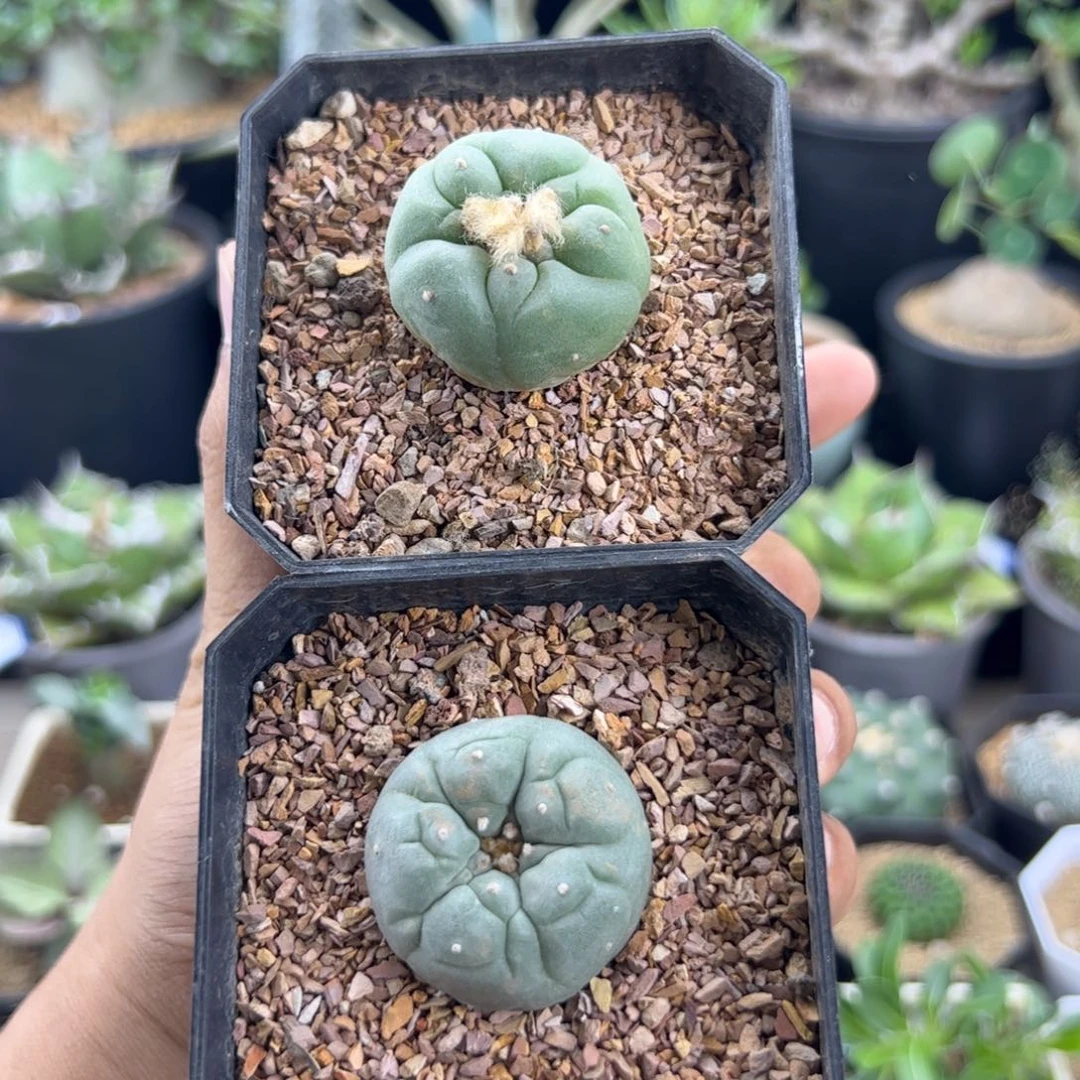 草球实生3+两颗带盆发