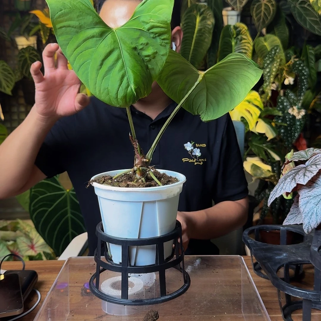 山***可完全开放一物一拍S170