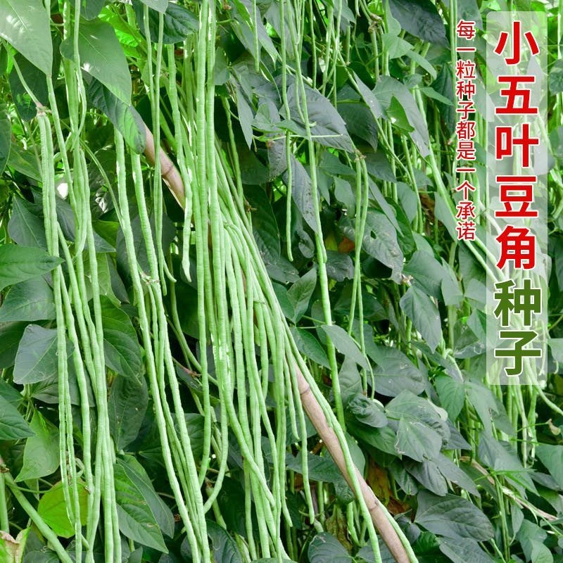 小五叶长豇豆种子长豆角种子高产搭架豆角种籽春夏秋季抗热