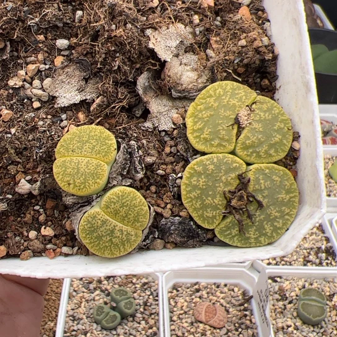 016号绿弁天 多肉植物