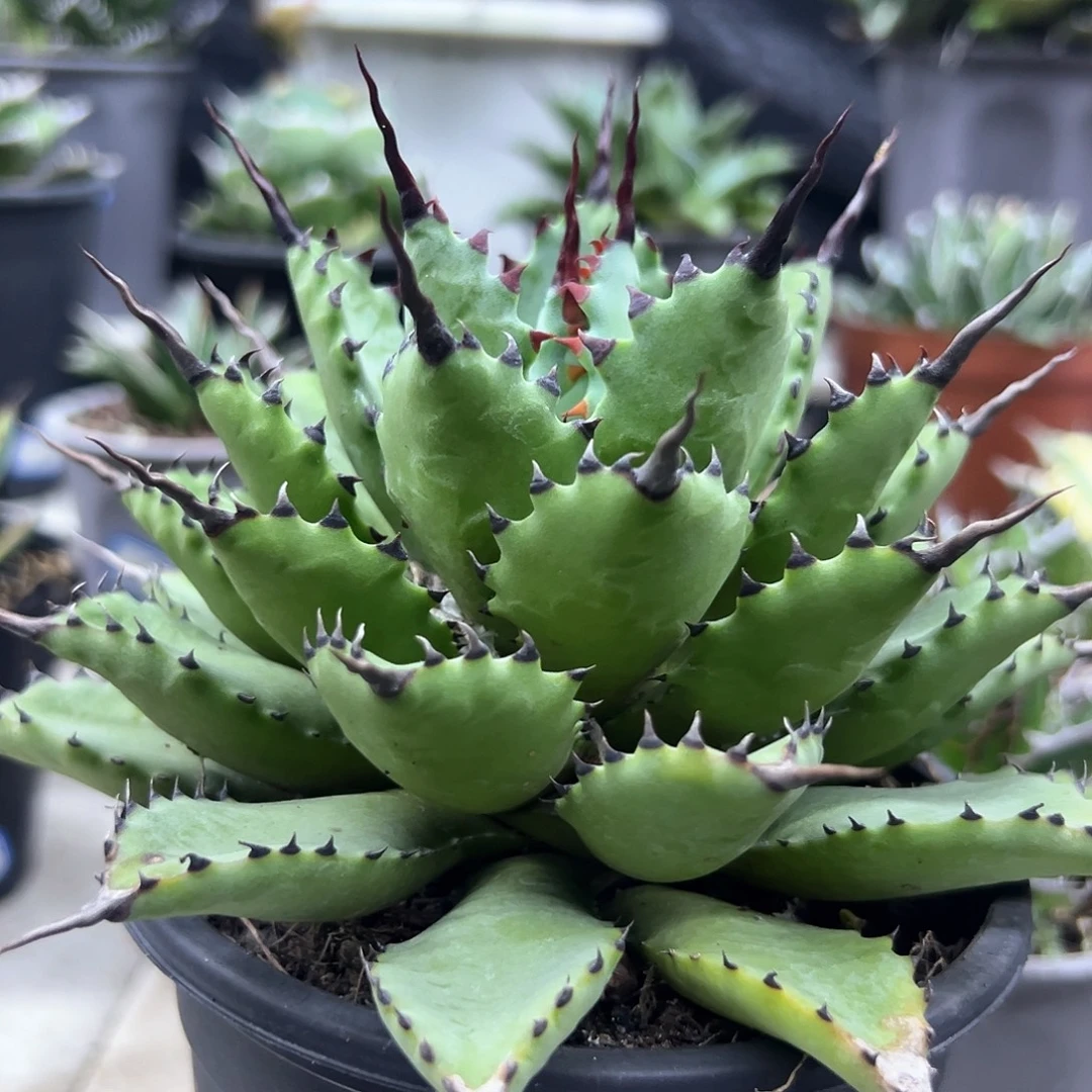 4***R曲刺八雷一物一拍