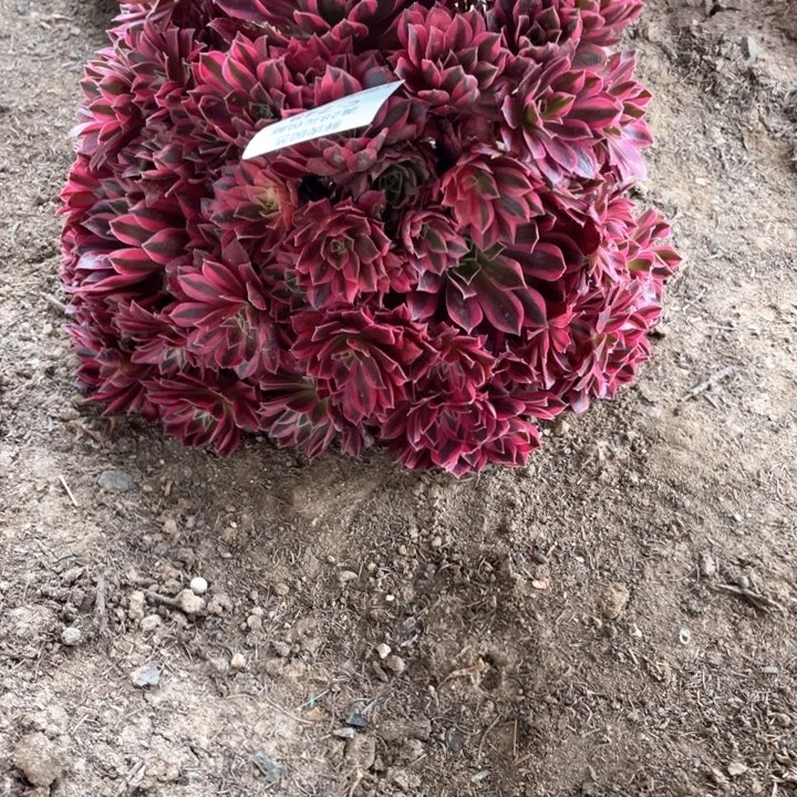 748云雀多肉法师福利一组