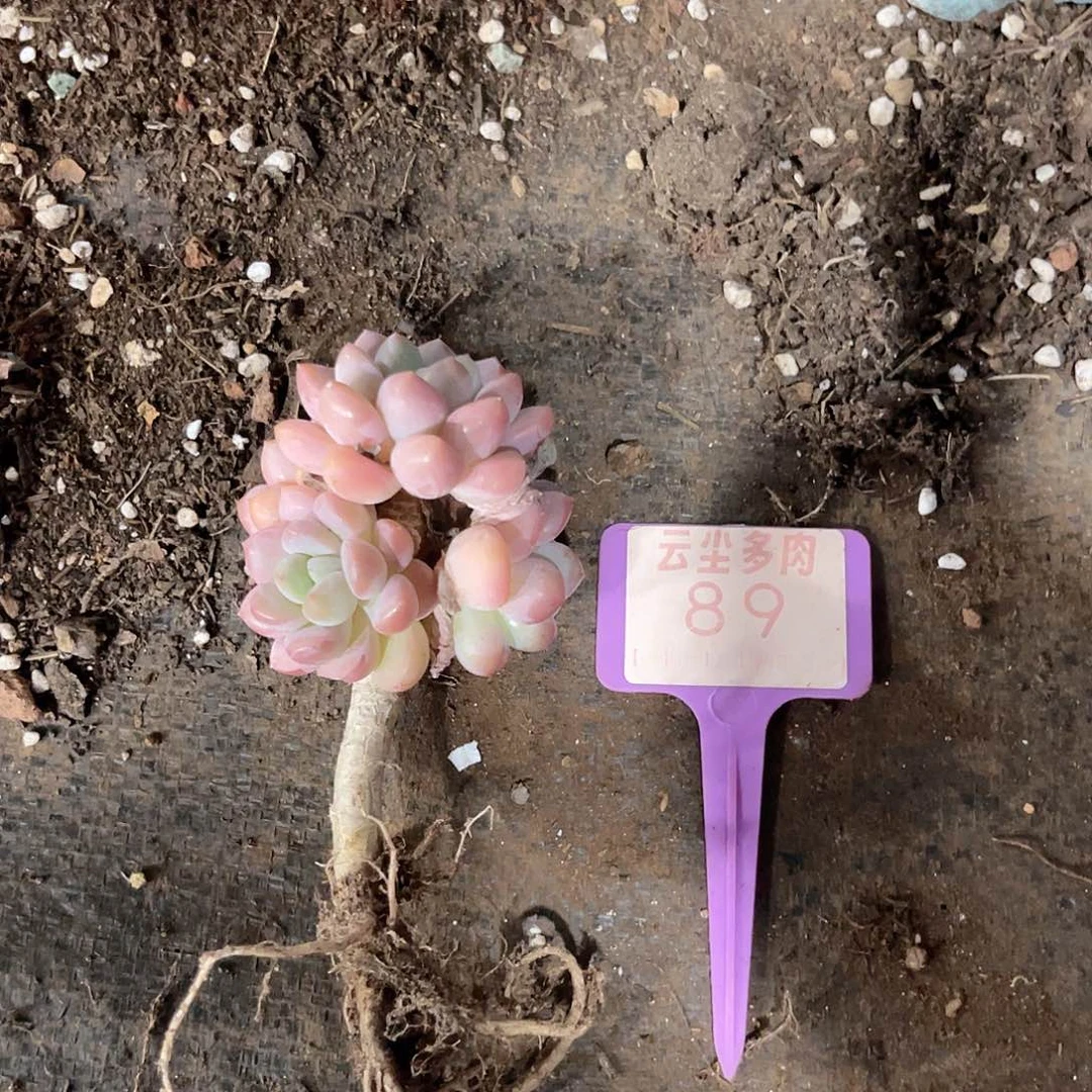 萌***鱼云尘多肉一物一拍89