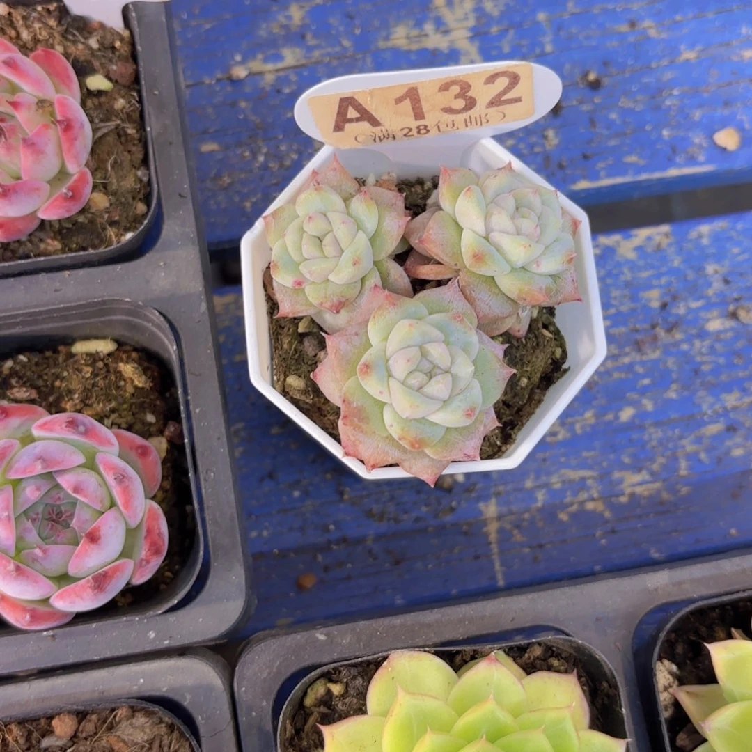 A132粉钻石化一物一拍