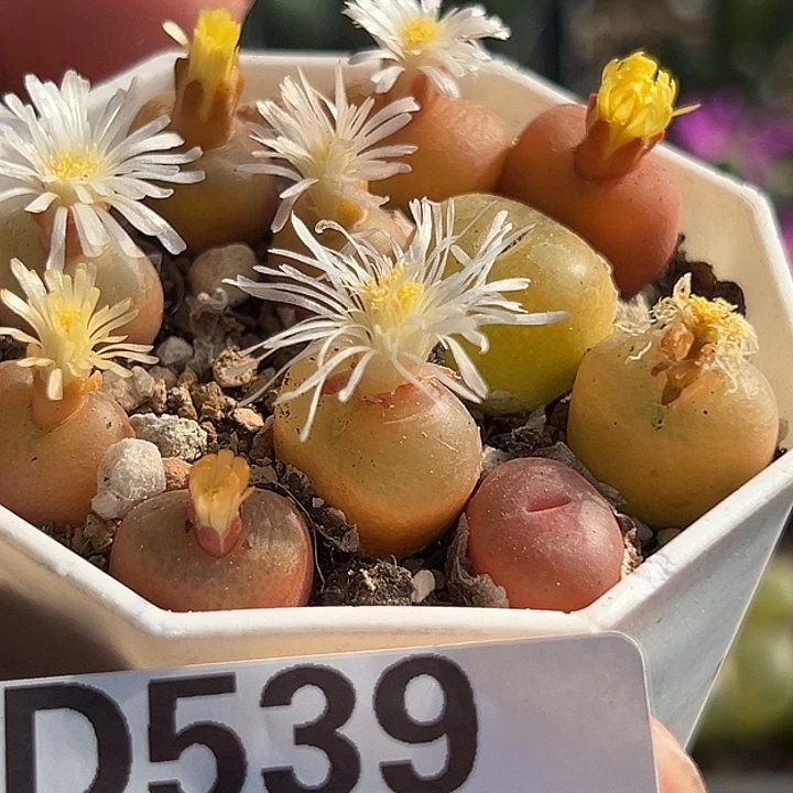 539号特价福利毛一盆