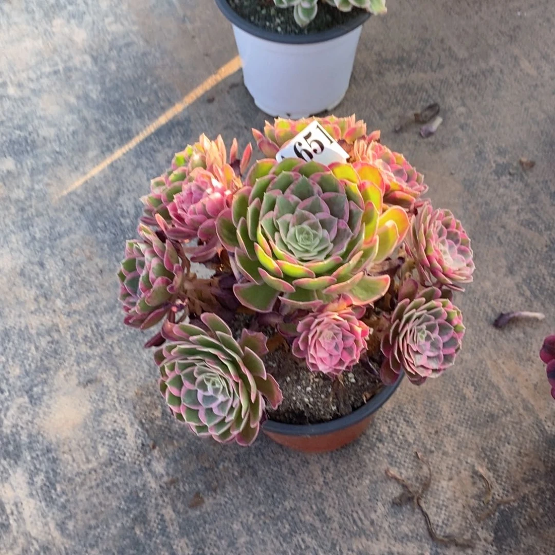 嫩桩孔雀翎651多肉法师