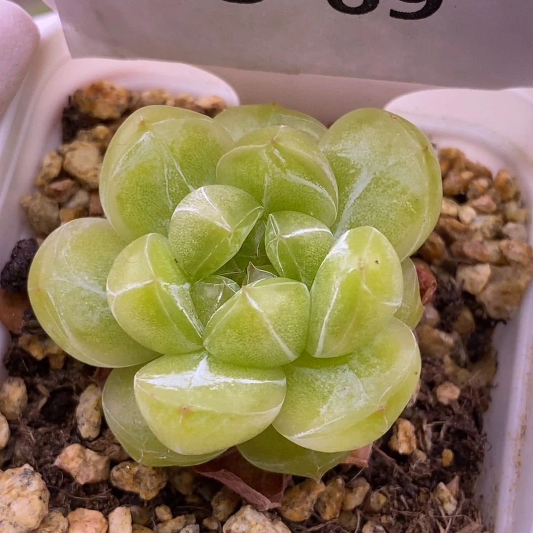 【闪购商品】13-69