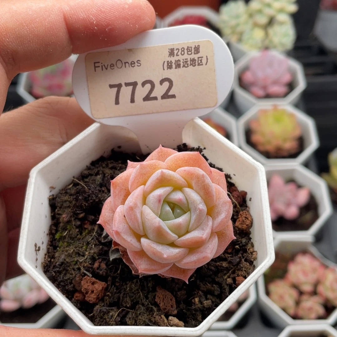 冰贵妃7722-3.5厘米