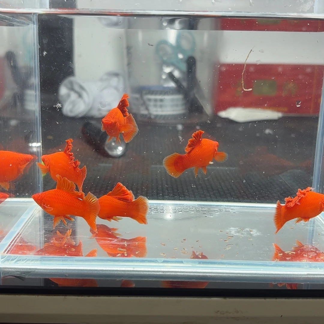 日***、海水鱼半月尾红箭鱼6条