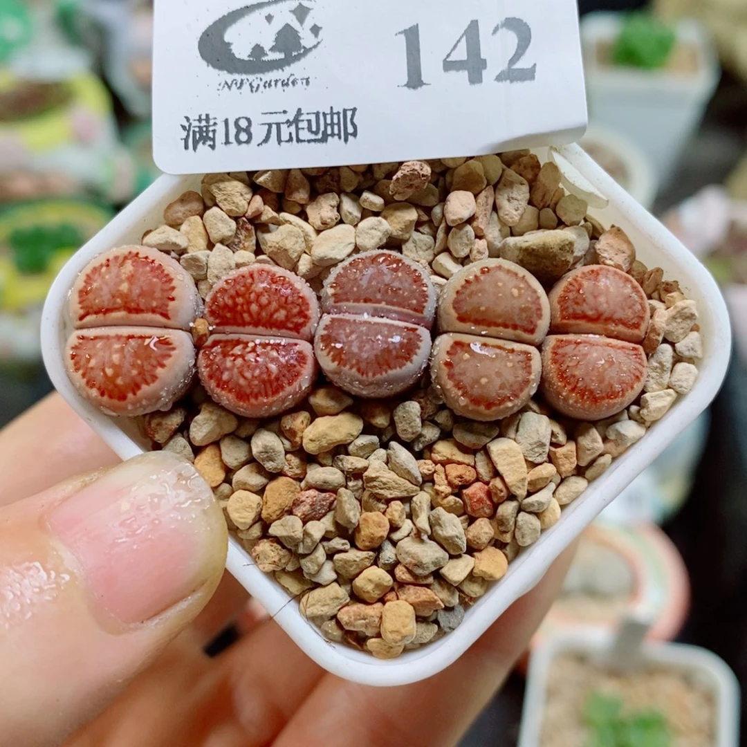 生石花花花花花花花142