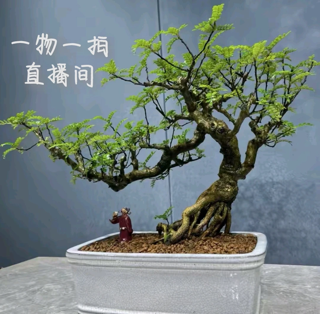 花小帅直播间一物一拍盆景绿植，先扣数字主播喊到名字再去付款