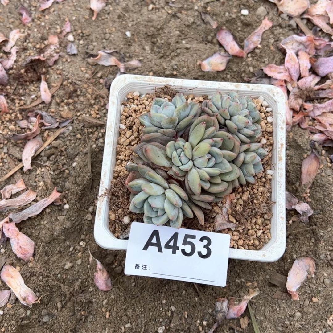 夏**果453 多肉多肉多肉多肉多肉
