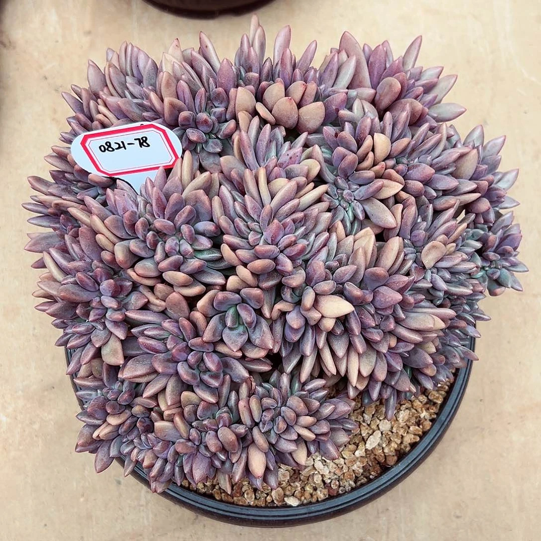 0821-78桃花源缀化