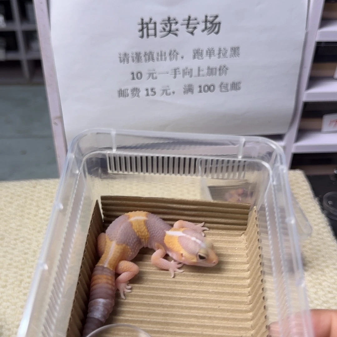 肥尾守宫直线橘白妹妹