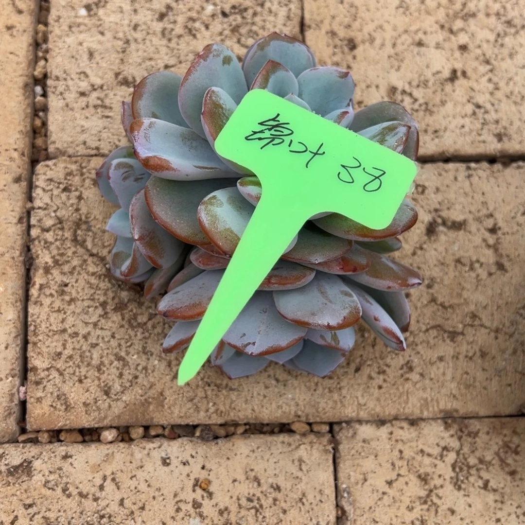 锦***叶锦叶38。
