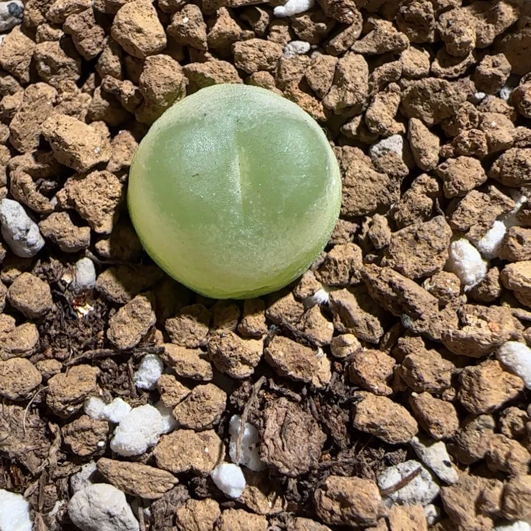 肉锥多肉植物组合-sh1200拉登1034