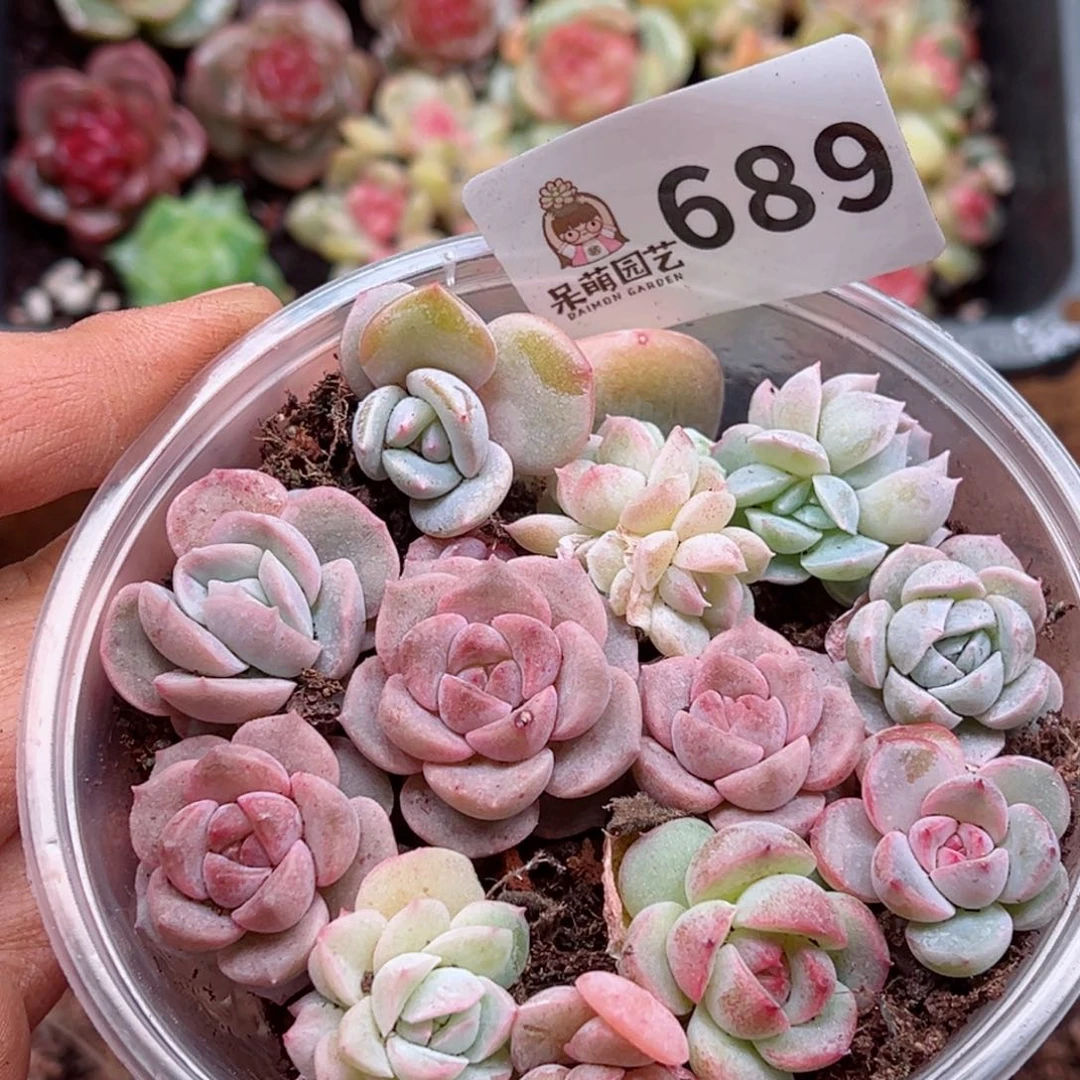 多肉植物多肉植物