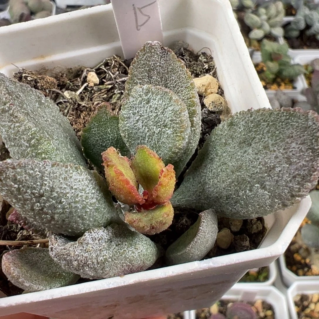 w贝壳多肉植物水泡