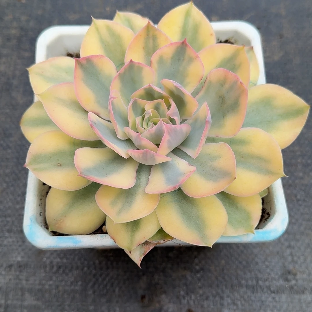 pink锦锦上园艺一物一拍