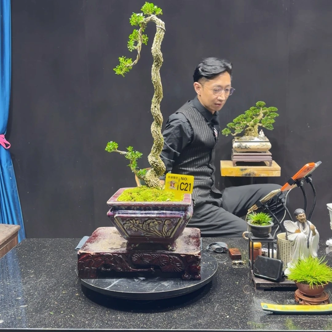 无花朵黄杨室内室外盆景艺术