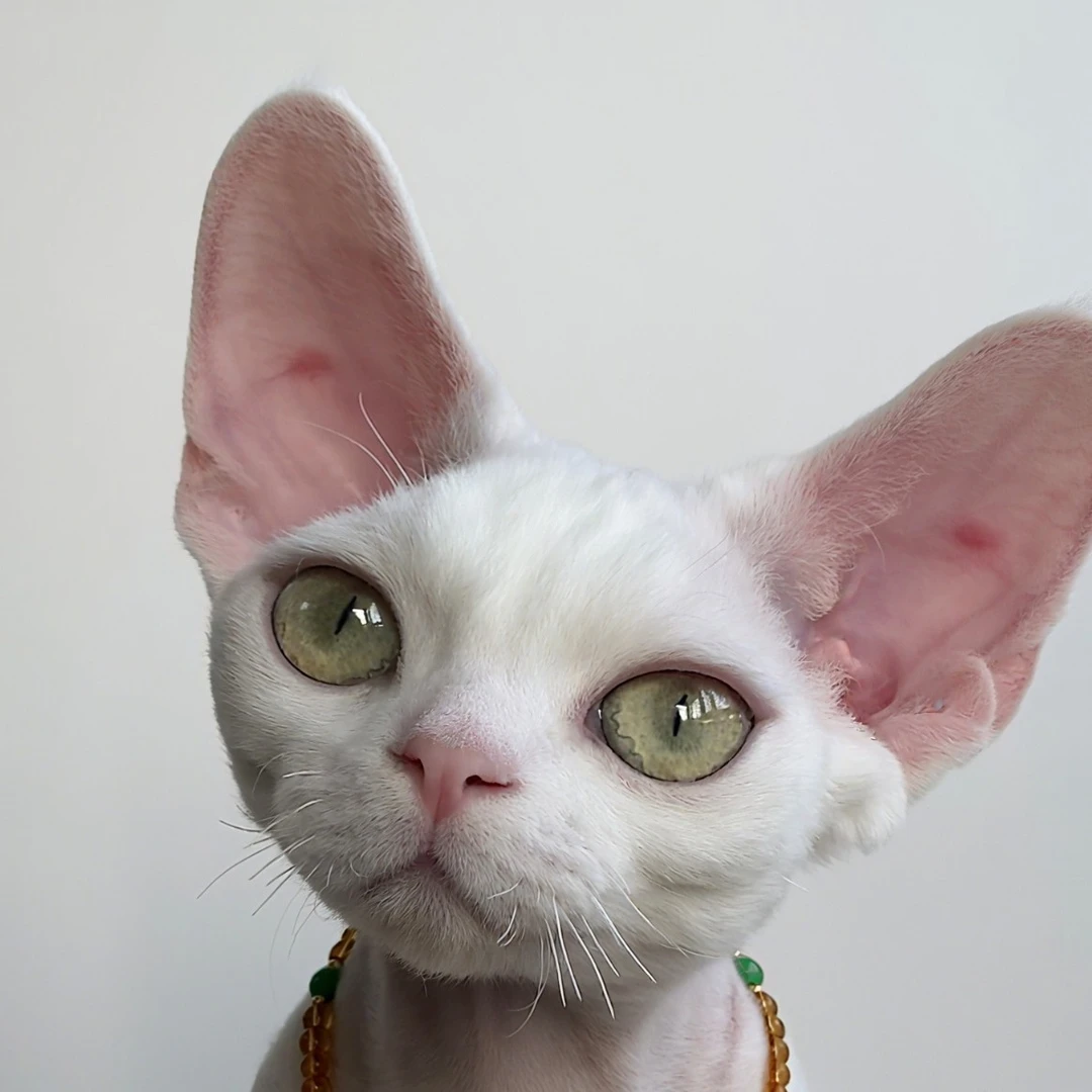 东哥的德文卷毛猫1.19日出生纯白黄眼弟弟男孩德文卷毛猫活体