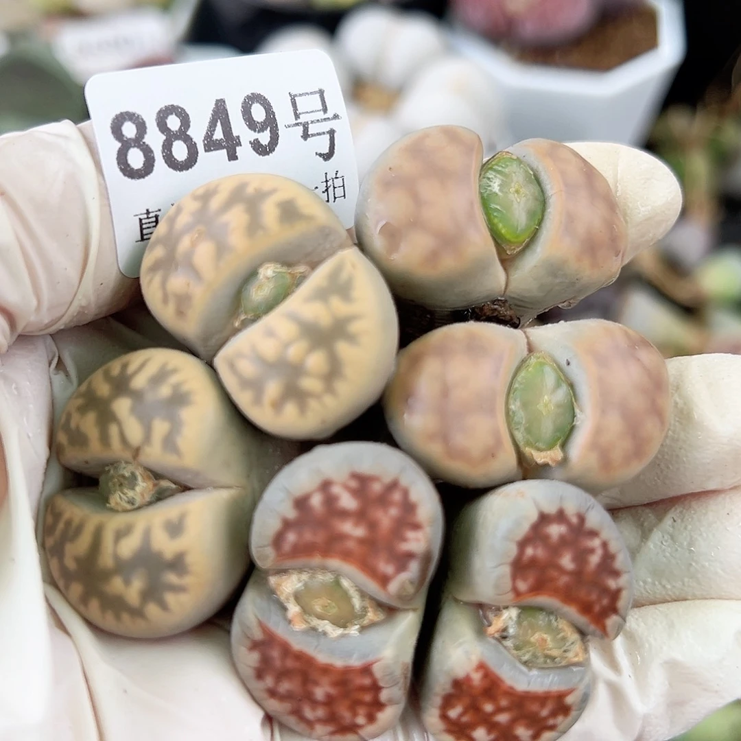 8849 好养易活生石花大母本三颗双头特价
