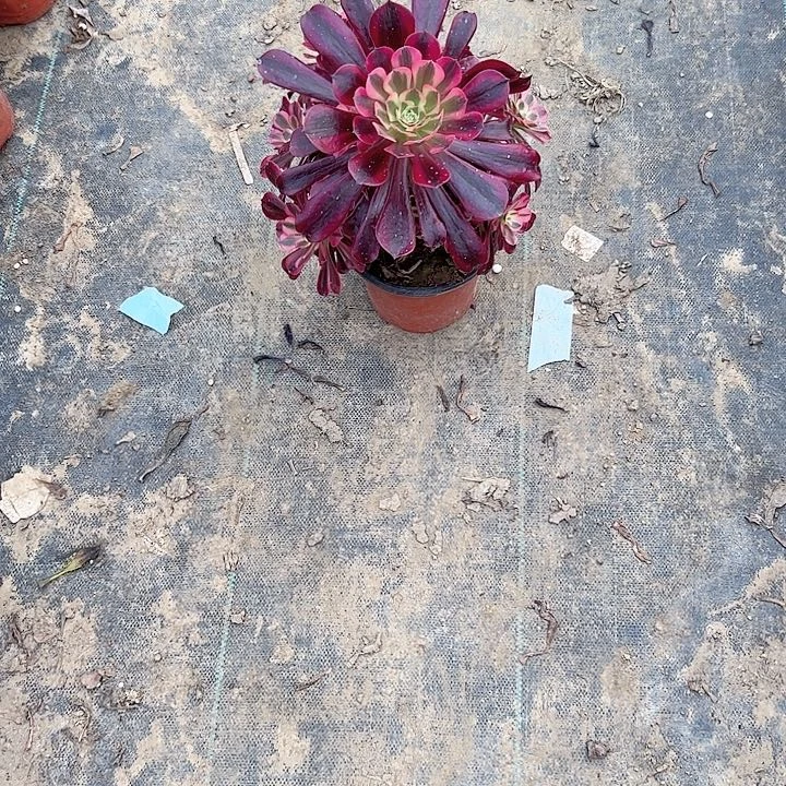 多肉法师植物链接62