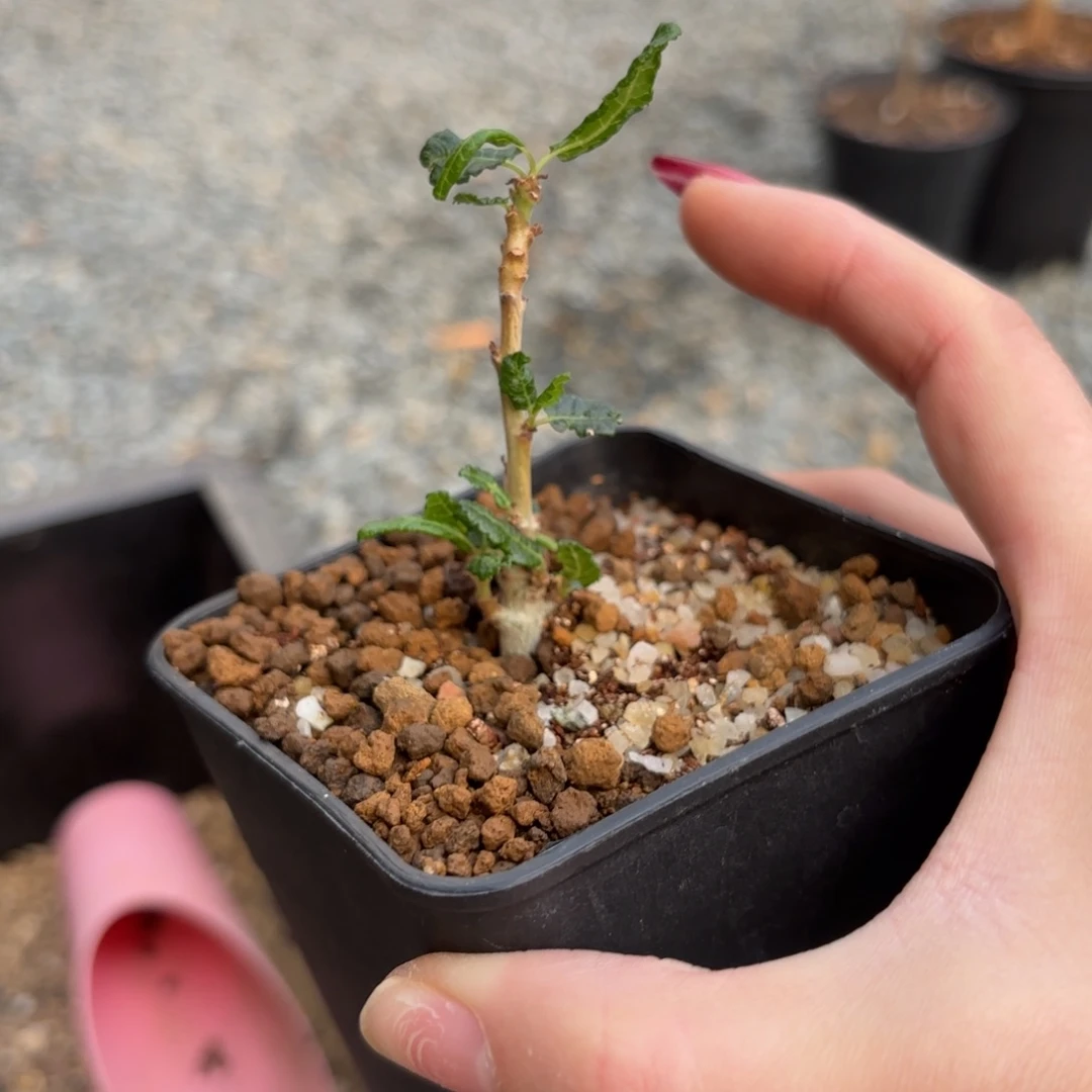 木 娜娜乳香实生福利