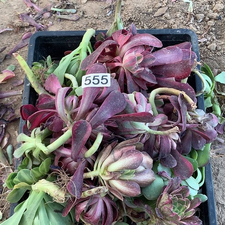 无花朵555五十颗多肉植物组成没有售后