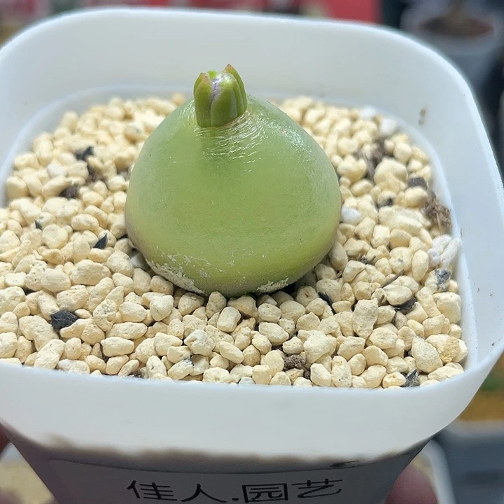 家人园艺园艺多肉生石花灯泡314