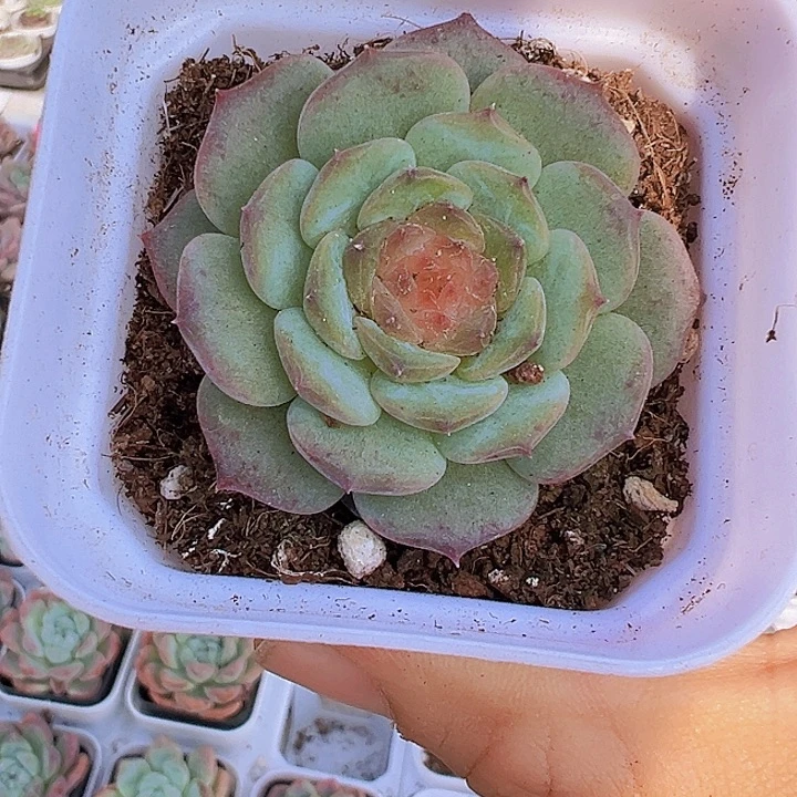 甜心带盆19包邮多肉