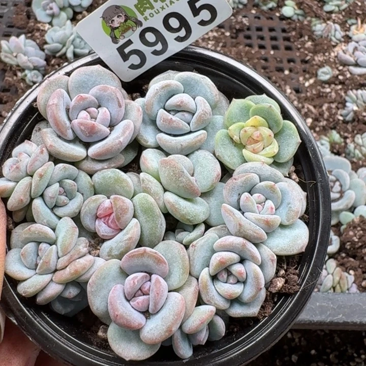 多肉植物多肉植物