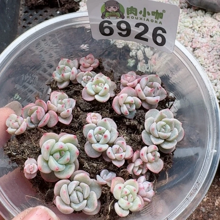 多肉植物多肉植物