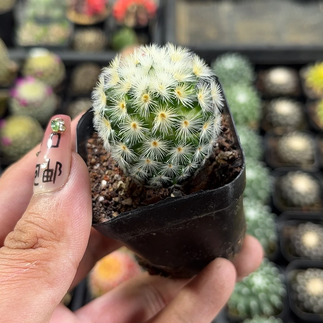 嘉文丸单头发货单头发