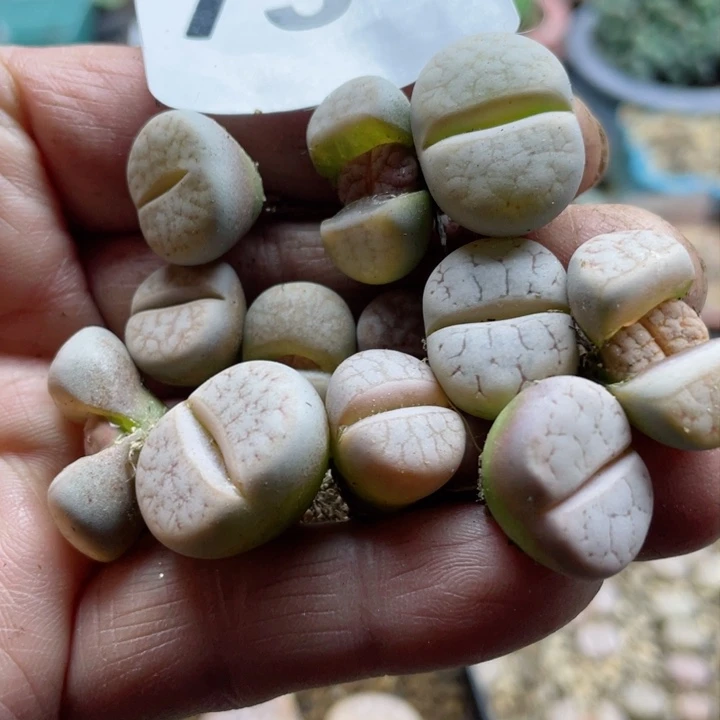 抖***谱739零下拍保温12个拿铁