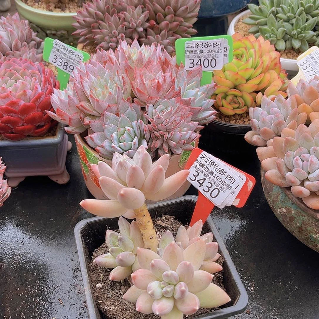 3430松果美人多肉植物