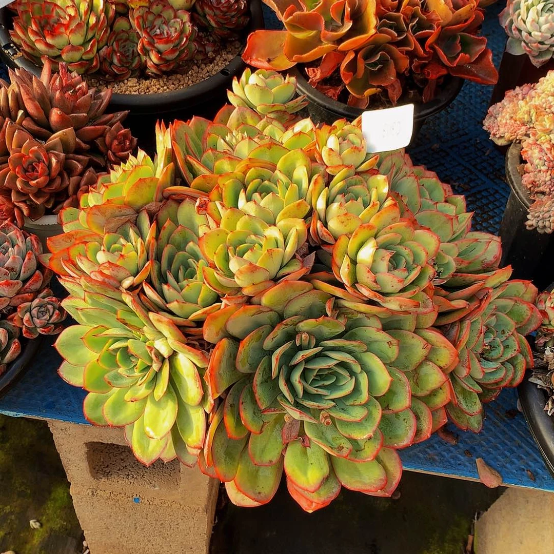 暮***雨    牡丹亭多肉03033