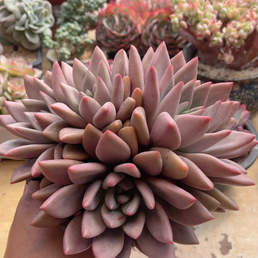 【闪购商品】394桃花源