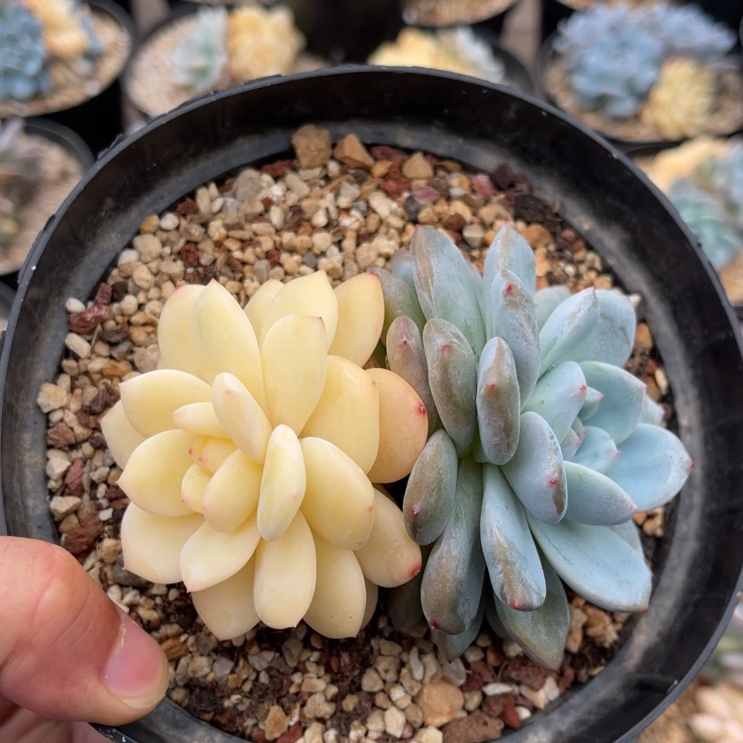 一物一拍不支持退换