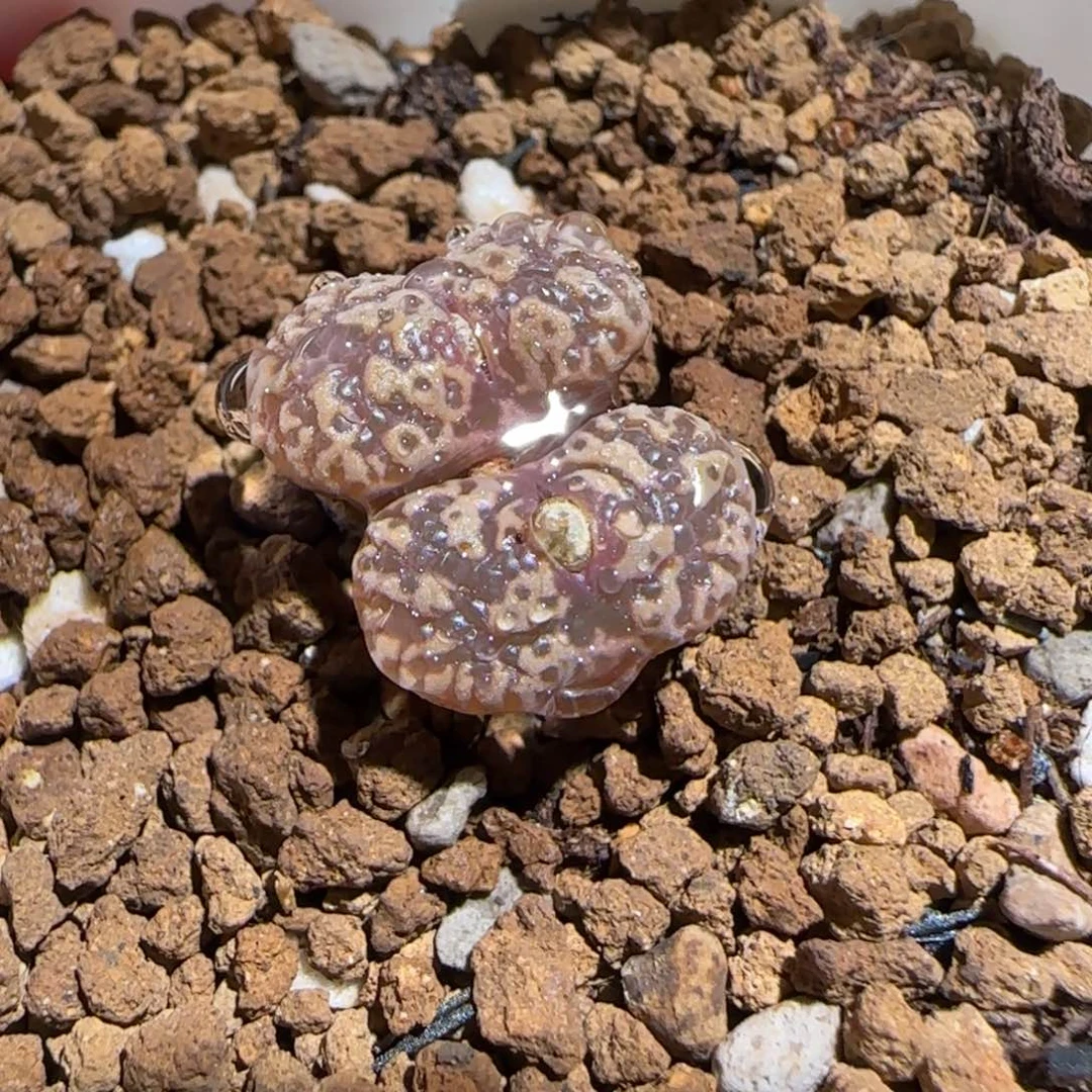 肉锥多肉植物组合-泡泡勋1076