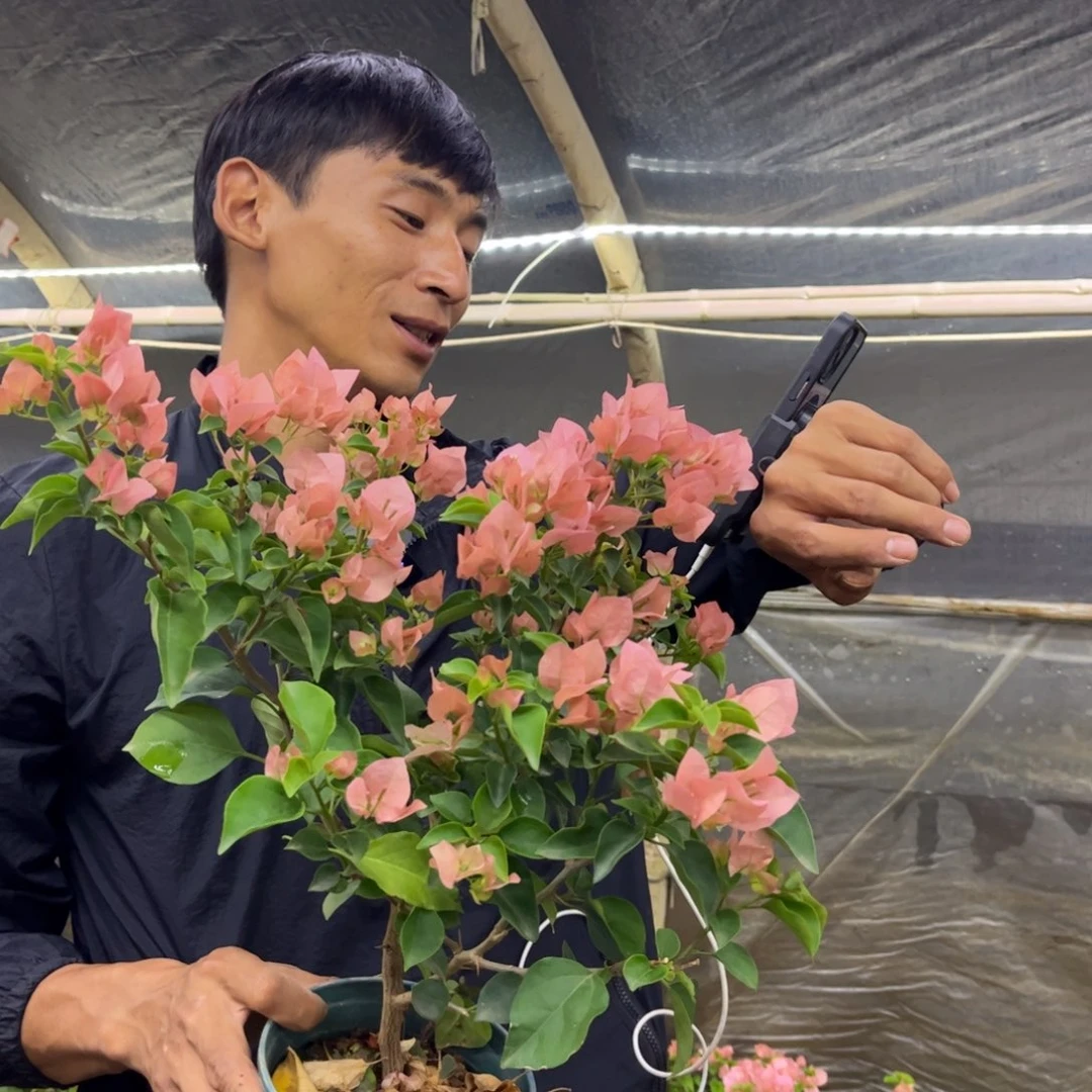 完全开放（绿叶台湾姑娘）三角梅会落花落叶会光杆苗有大有小