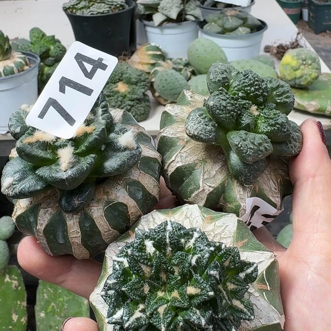 【闪购商品】无花朵金*福利三颗牡丹714
