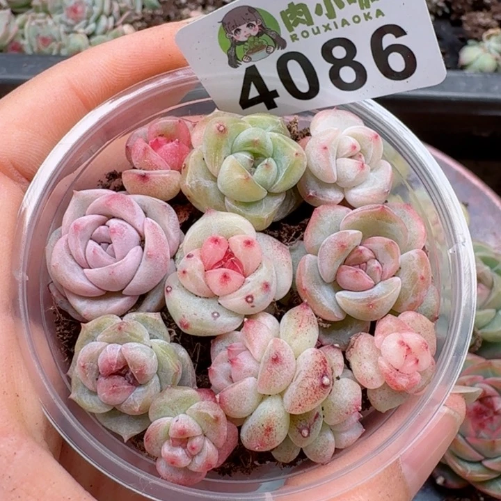 多肉植物多肉植物