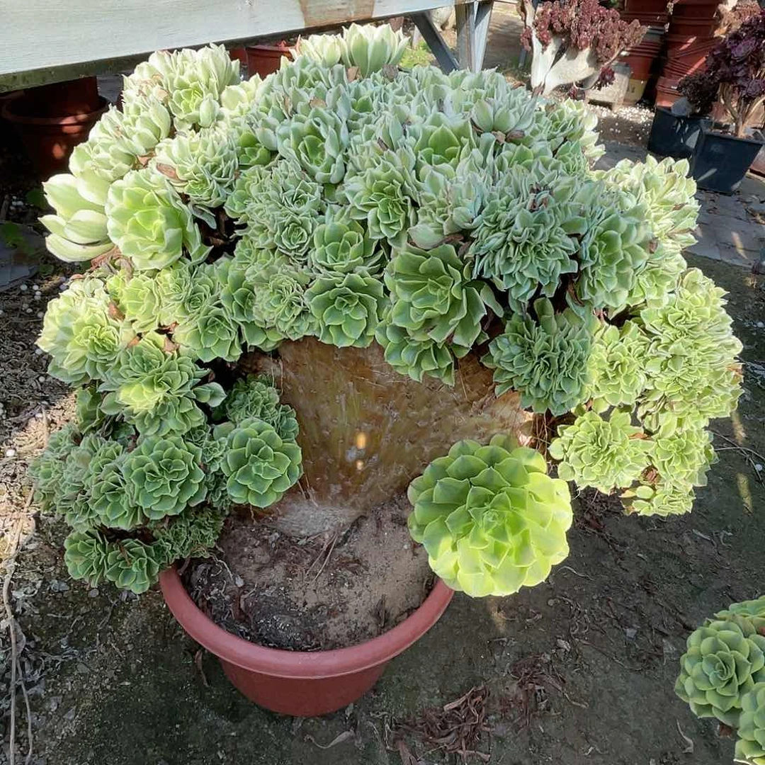 【闪购商品】全部花朵绿豆沙