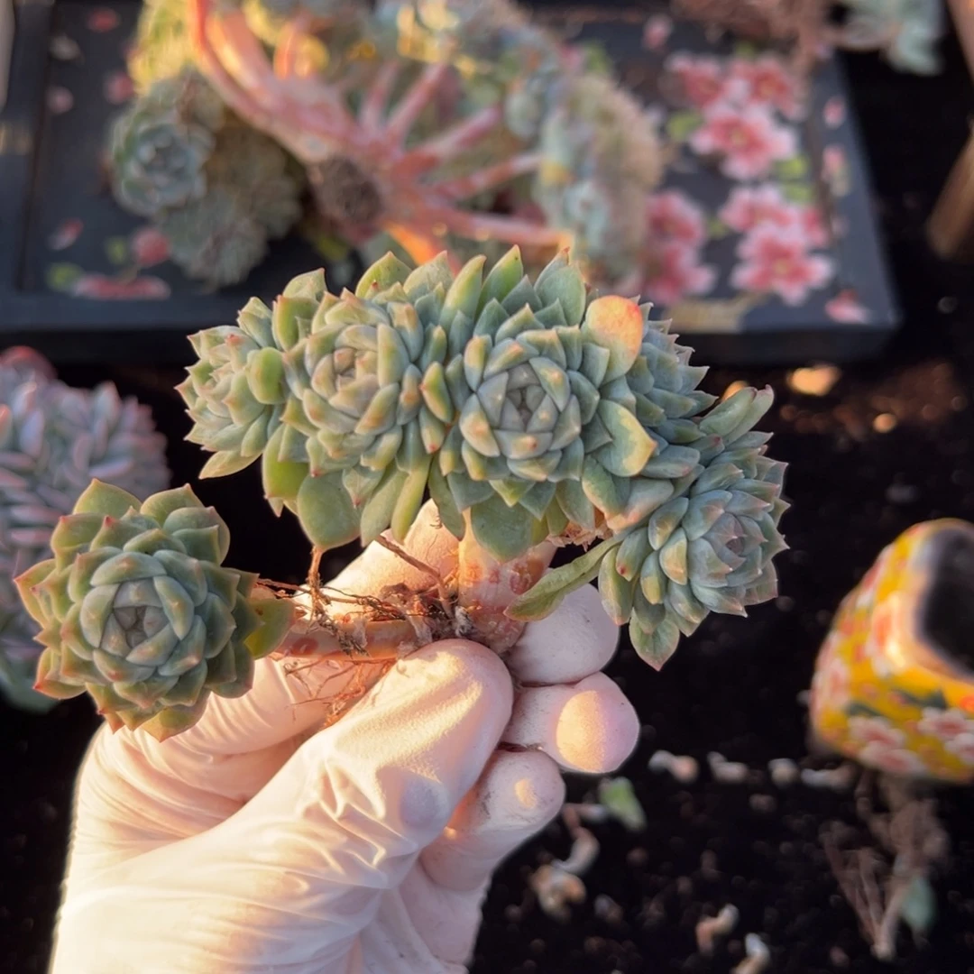 新年快乐 新年快乐