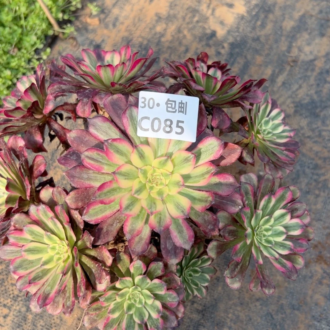 085月蝉多肉法师