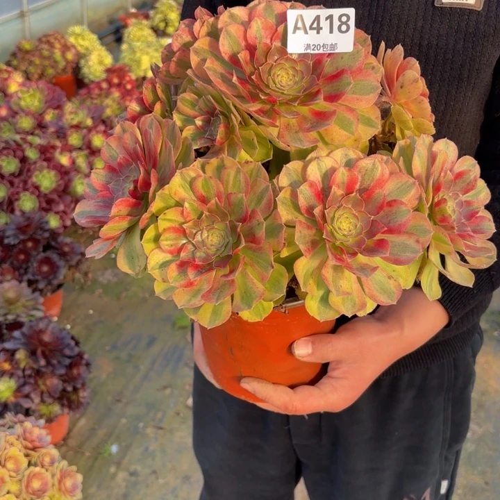 秋***云瑞妈，，。。。。。。418雨荷，