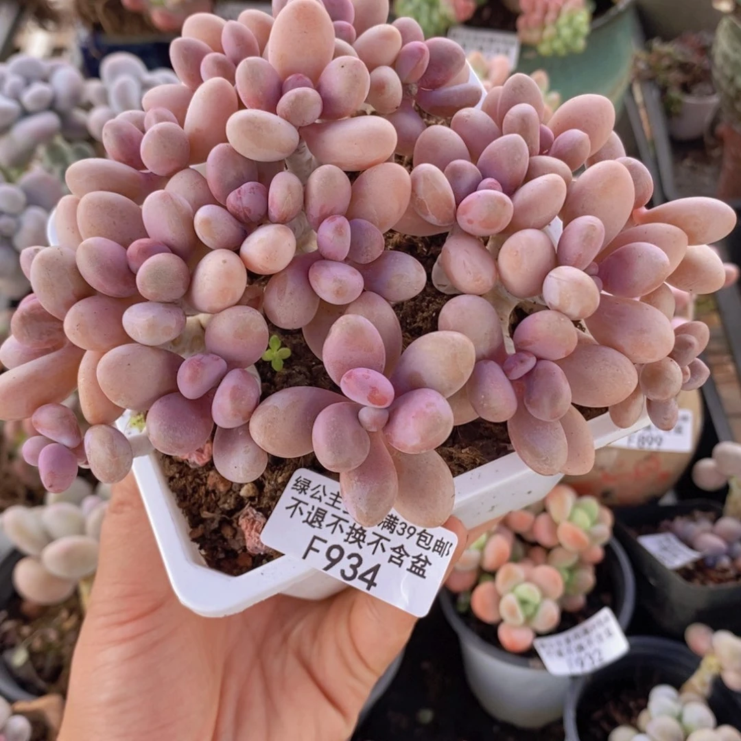 糖果桃蛋老桩有掉叶14cm934多肉植物