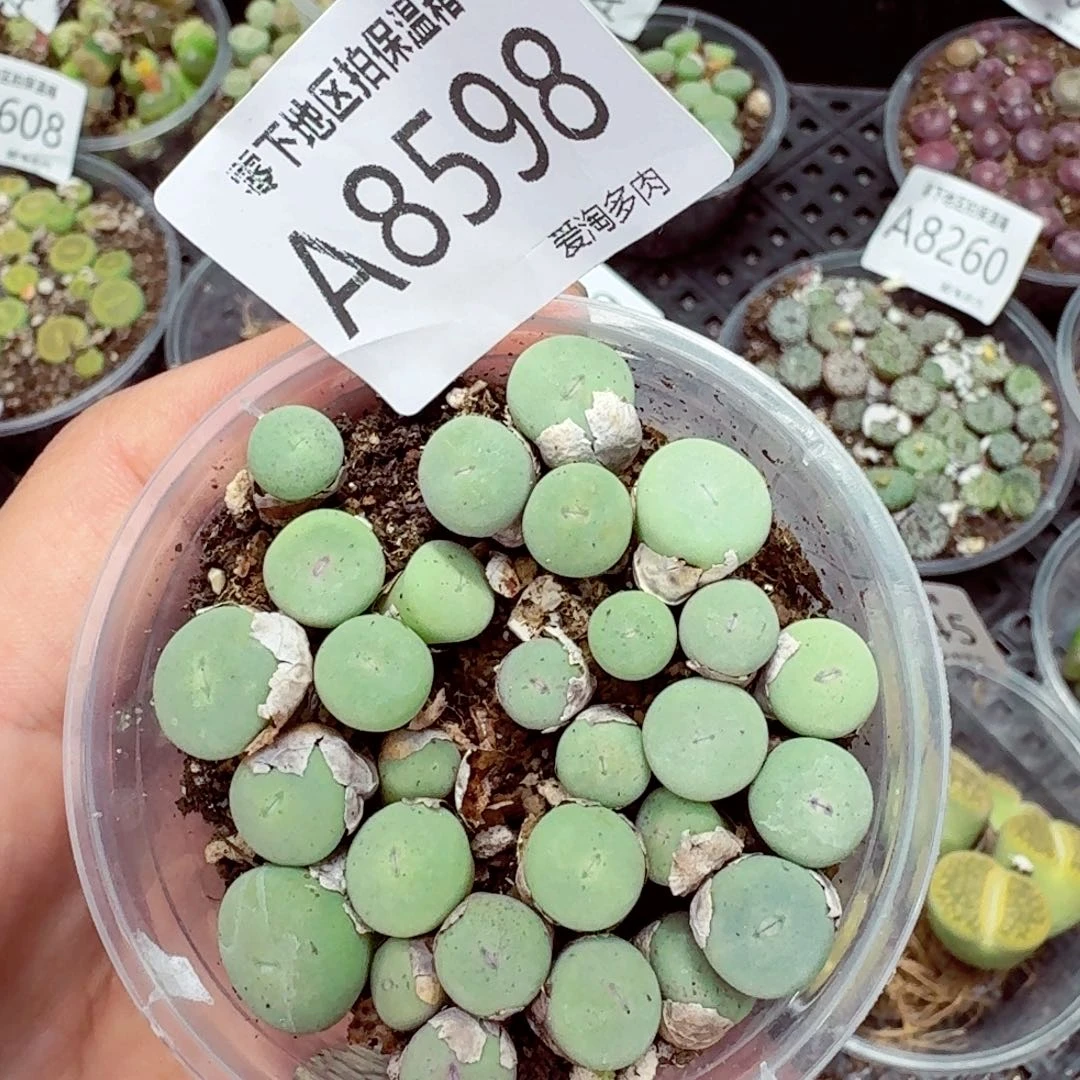 8598––零下地区需拍保温箱