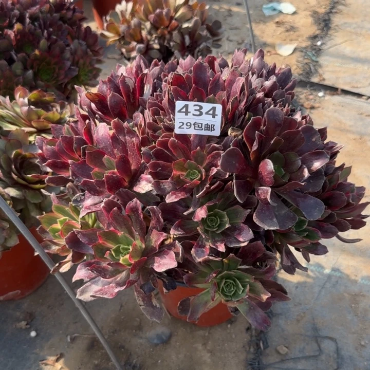 赤霞飞……多肉植物……